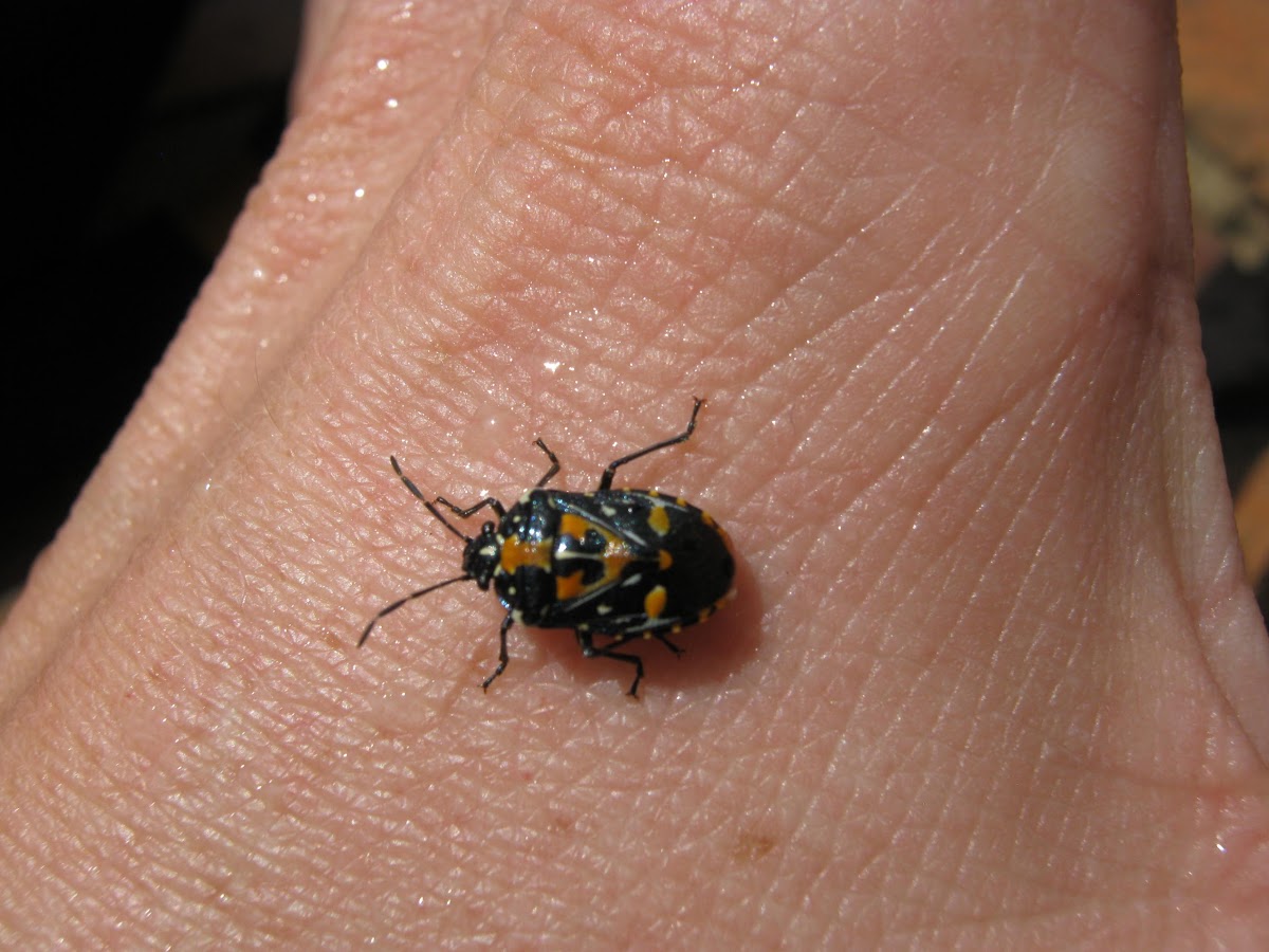 Bagrada bug (African painted bug)