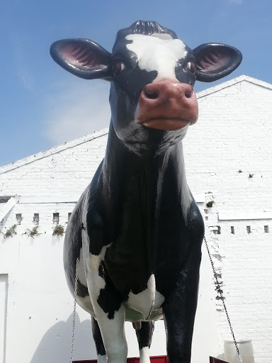 Mr Brown Dairy Cow