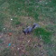 Eastern Gray Squirrel