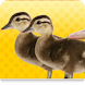 Keeping Ducks
