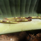 Caterpillars - lagartas desfolhadoras da bananeira