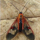 Teuthras Moth
