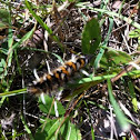 Milkweed Tussock Caterpillar