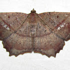 Geometridae, Ennominae,