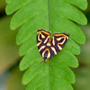 Metalmark Moth