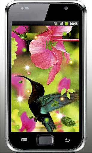 Cute Colibri HD live wallpaper