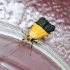 Black and Yellow Longhorn Moth