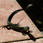 Viviparous lizard