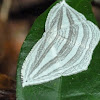 Moth (Uraniidae)