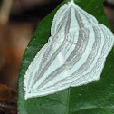 Moth (Uraniidae)