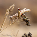 (Female) Yarrow's Grasshopper