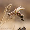 (Female) Yarrow's Grasshopper