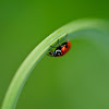 Convergent Lady Beetle
