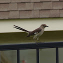 Northern Mockingbird