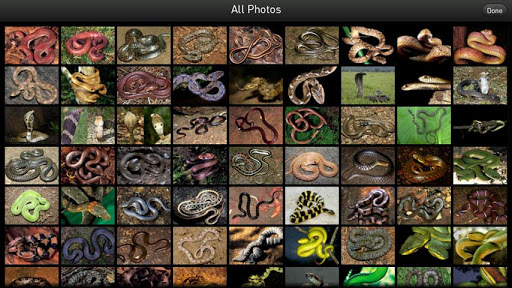 【免費教育App】Snakes eGuide-APP點子