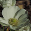 Anemone      Wind Flower