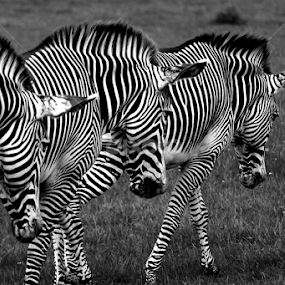 by Nikki Wilson - Black & White Animals