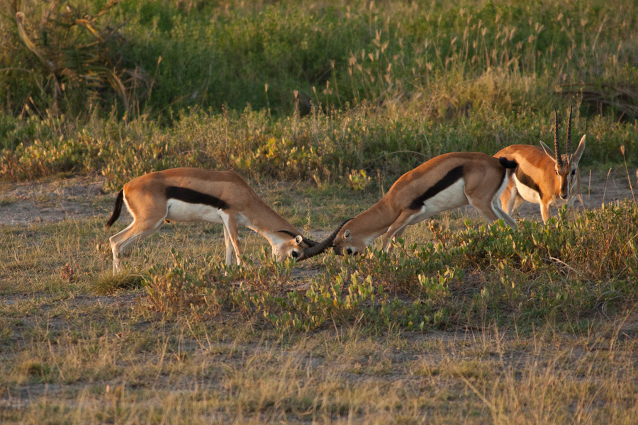 Thompson`s Antelopes fighting