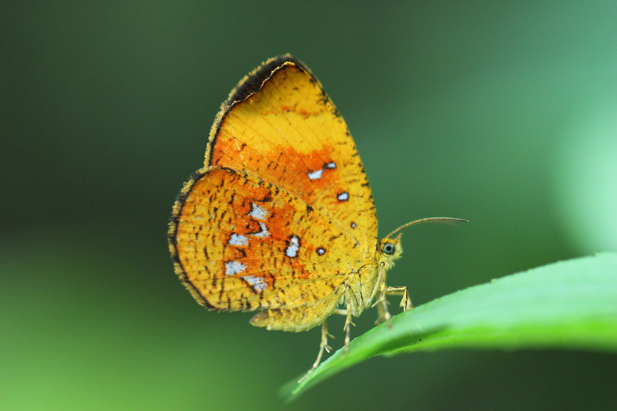 Butterfly Moth