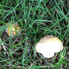 Amanita Mushroom