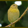 Wild Canary