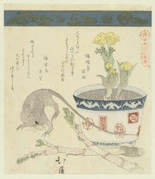 Rat en kom met adonis