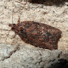 Ironbark moth?