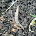Leapord slug