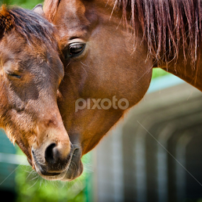 Momma Horse embraces her Colt by Joe Boyle - Animals Other Mammals