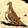 Squatter Pigeon ( Northern race )