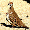 Squatter Pigeon ( Northern race )