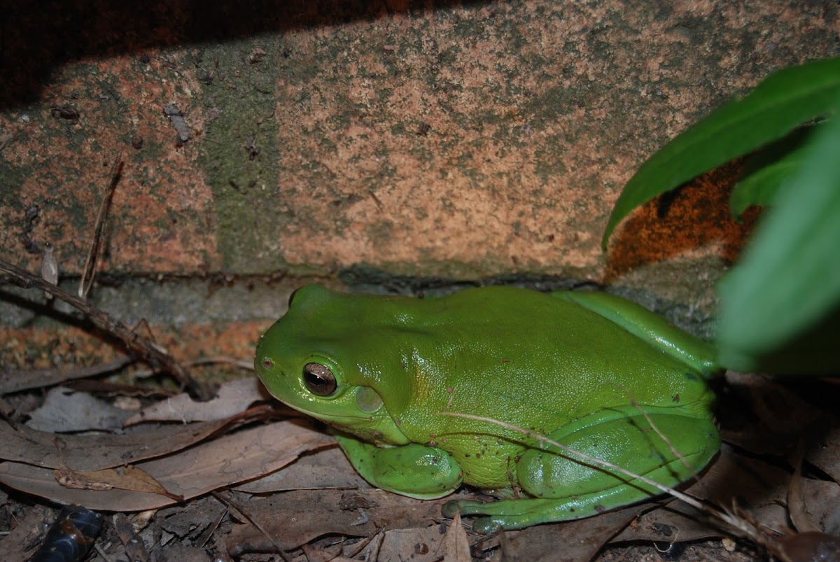 Australian Green Tree Frog