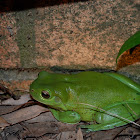 Australian Green Tree Frog