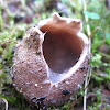 cup-fungus/mushroom sp.-?