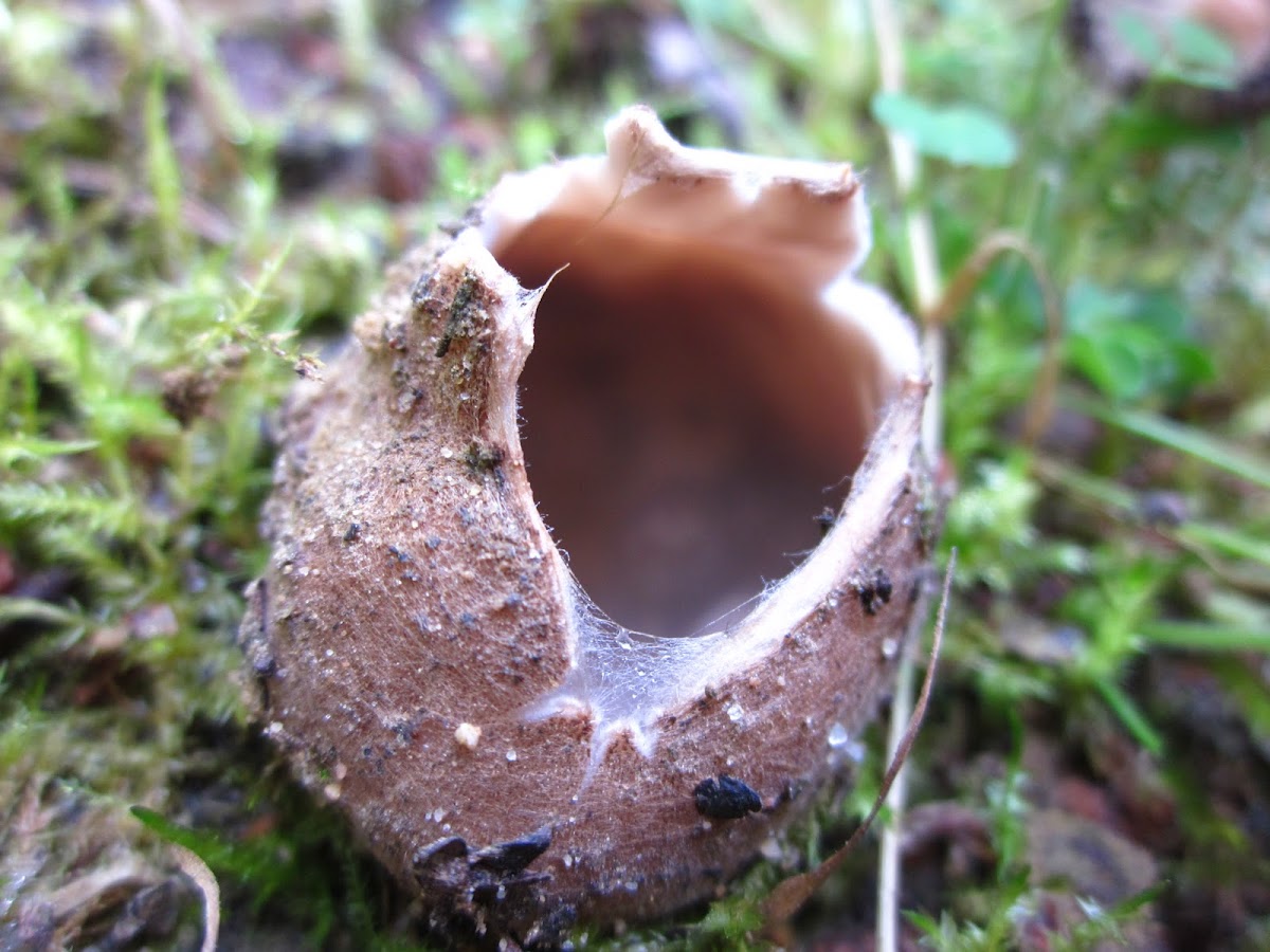 cup-fungus/mushroom sp.-?