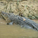 estuarine crocodile