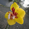 Phalaenopsis amabilis / anggrek bulan