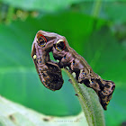 caterpillar of Fruit Piercing Moth