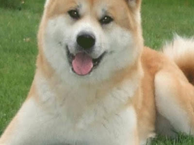 [ベスト] 秋田 犬 ライブ 235418-秋田犬ライブハウス