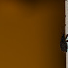 Weevil