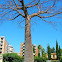 Floss silk tree