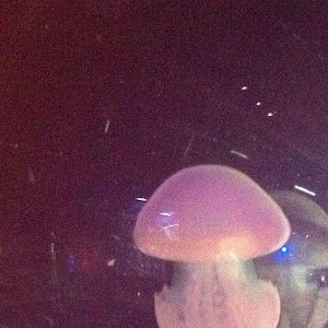 Astral Jelly Fish Wallpaper
