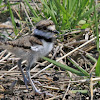 Killdeer (Baby)