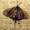 Male tussock moth