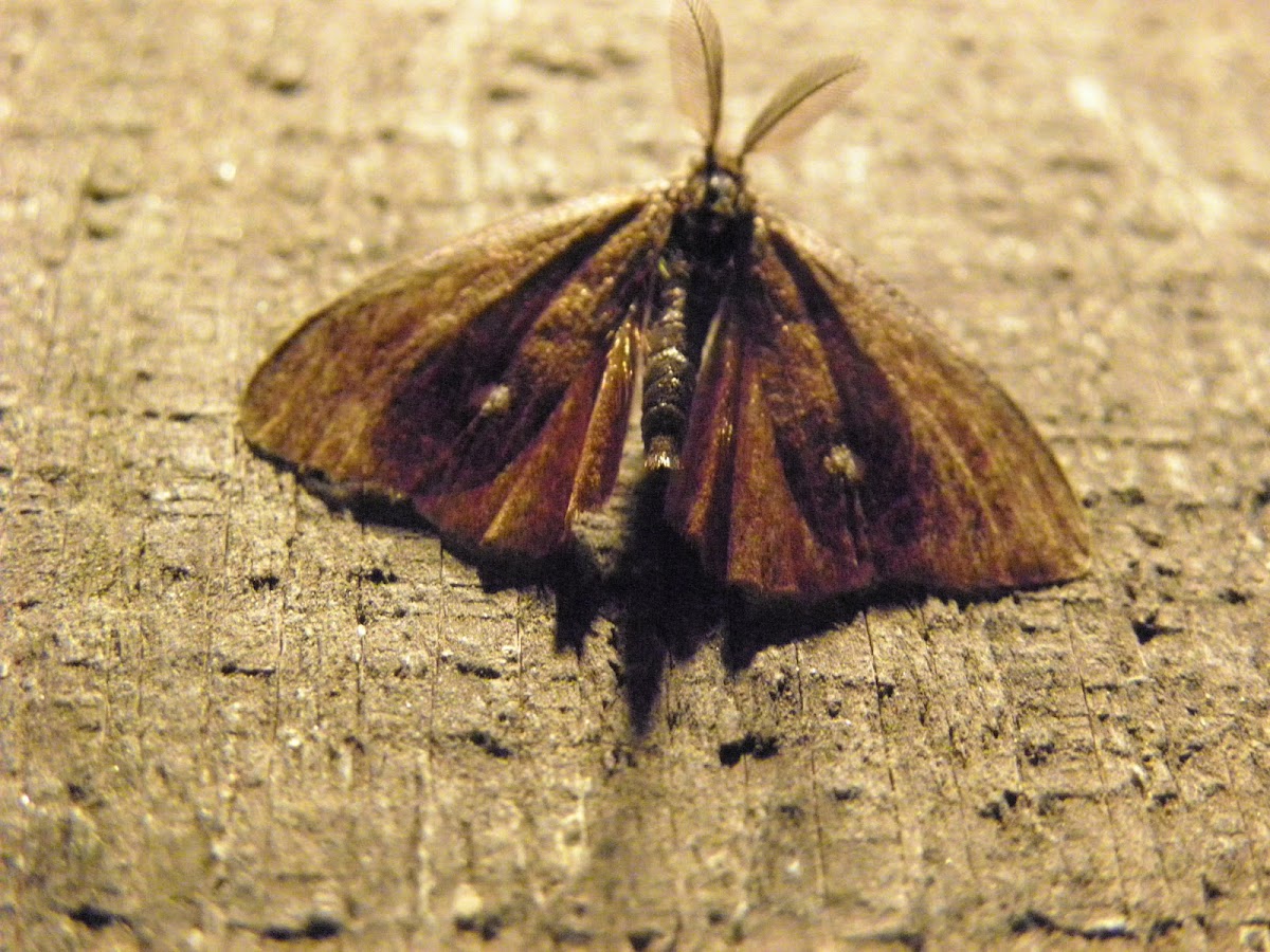 Male tussock moth