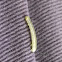 Geometer Moth (larva)