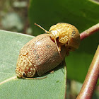 Tortoise leaf beetle paired