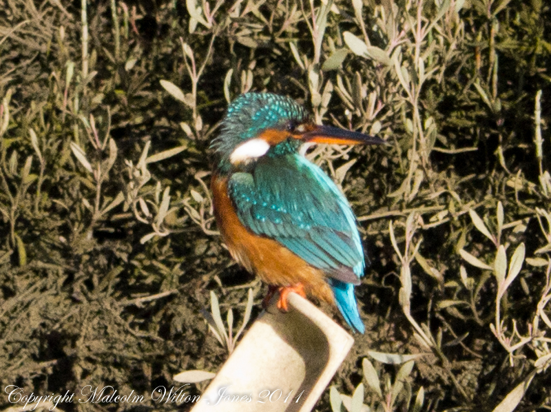 Kingfisher