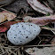 Roseate Tern Egg