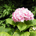 Hydrangea (Hortensia)